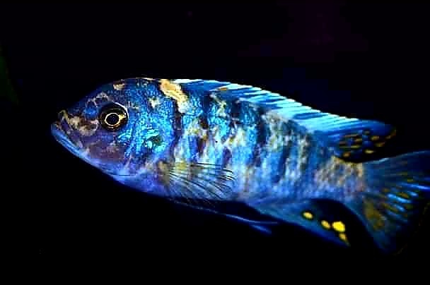 Maylandia zebra 'Chizumulu Island'